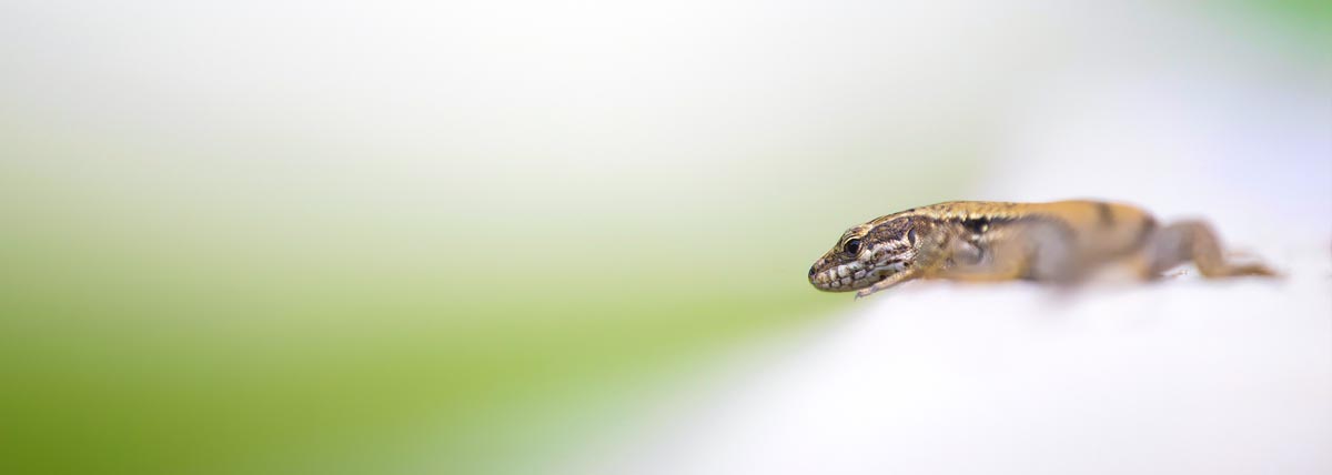 Reptiles et Amphibiens de Nouvelle-Aquitaine